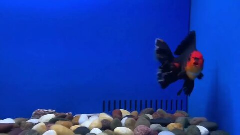 Goldfish kingdom Beautiful oranda-8