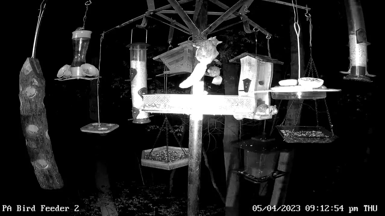 Flying squirrels playing and eating a PA Bird Feeder 2 5/4/2023