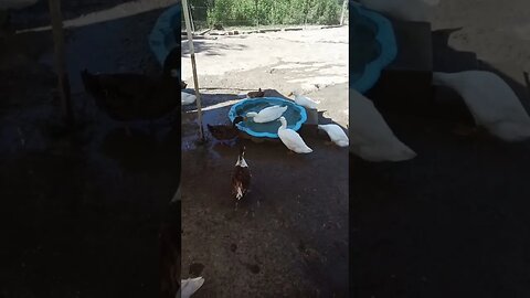 Good Morning Ducks, they love their water 16th April 2023