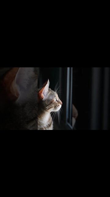 Vídeos mais engraçados 2022 😂 Diversão com gatos e cachorros 🐱🐶 Parte 10