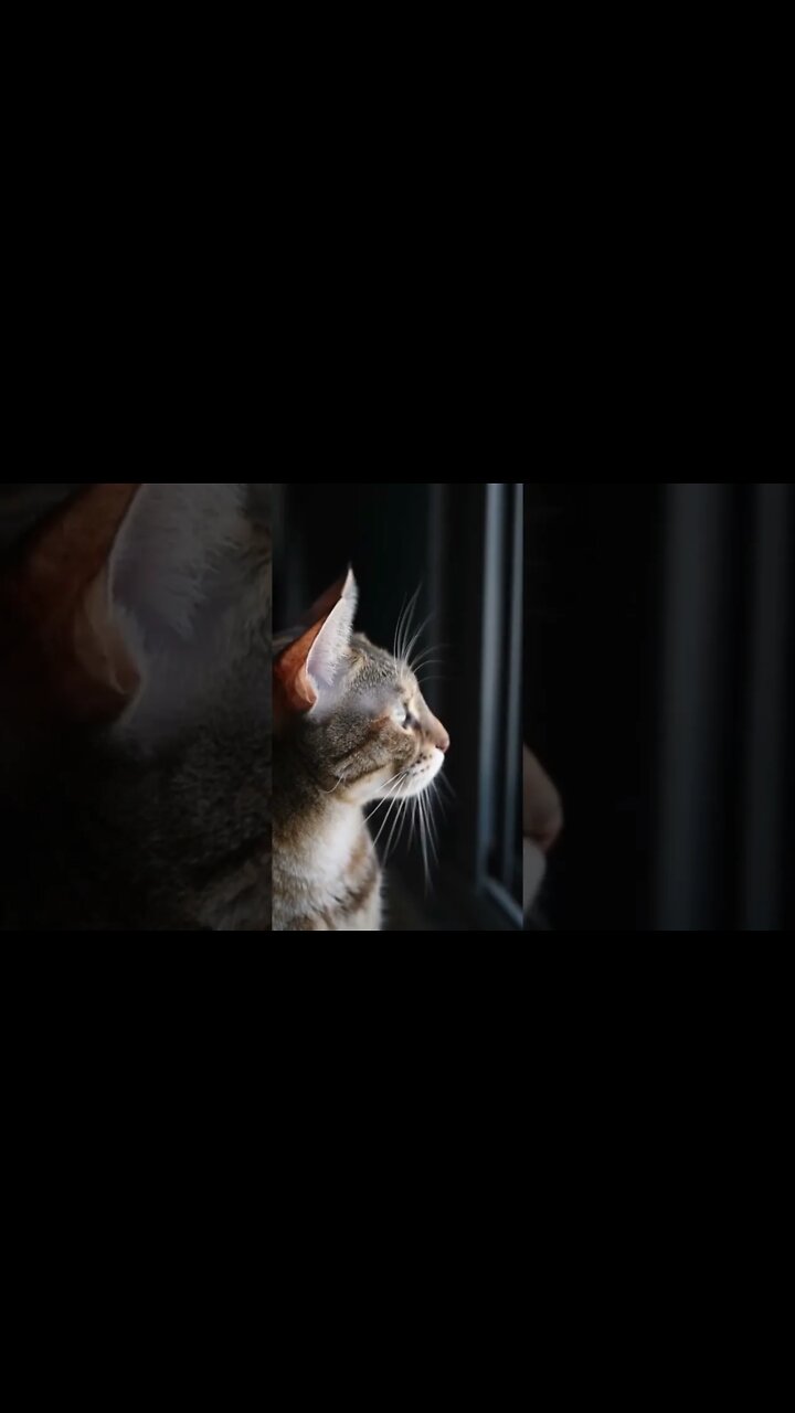 Vídeos mais engraçados 2022 😂 Diversão com gatos e cachorros 🐱🐶 Parte 10