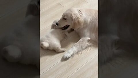 Sugar baby when the mother again and again, there is love