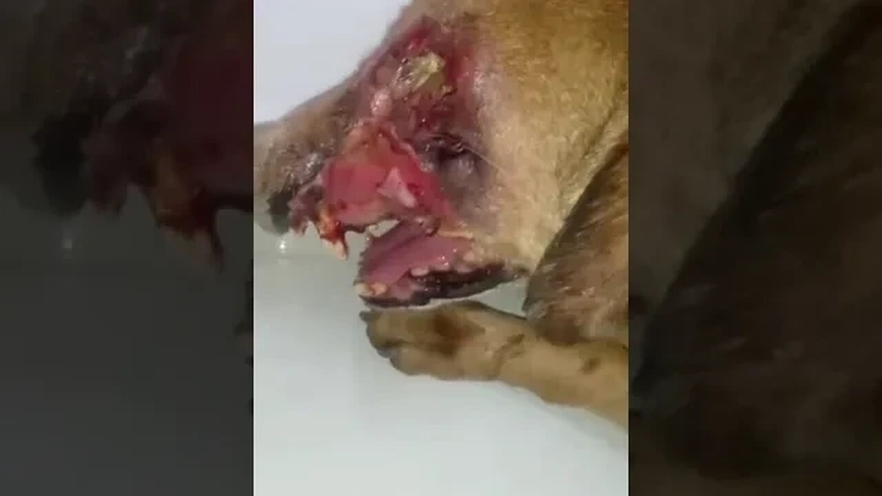 #dogs #dog #viral #fyp #shorts #short #reels #reel #funny #nature #funnymoments #funnydogs #puppy 16