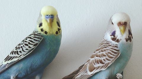 Sydney the budgie holds down friends tail in spite