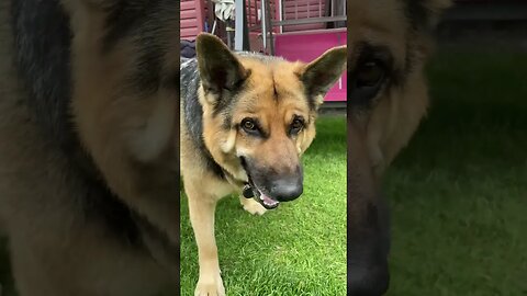 German Shepherd beautifully barking and speaking