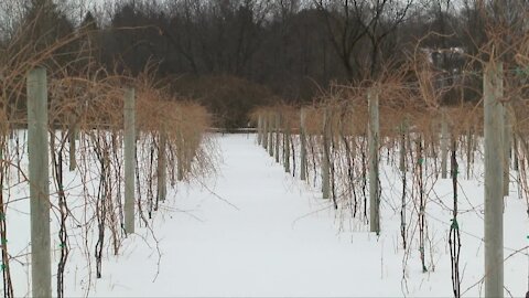 The secret to Wisconsin vineyards surviving harsh winters