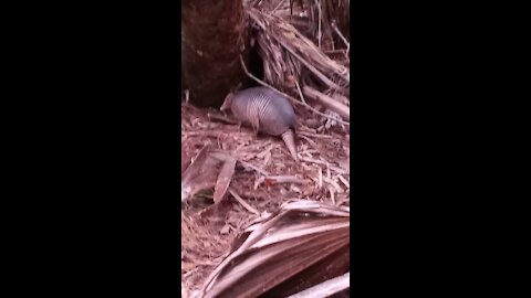 Armadillo hunting