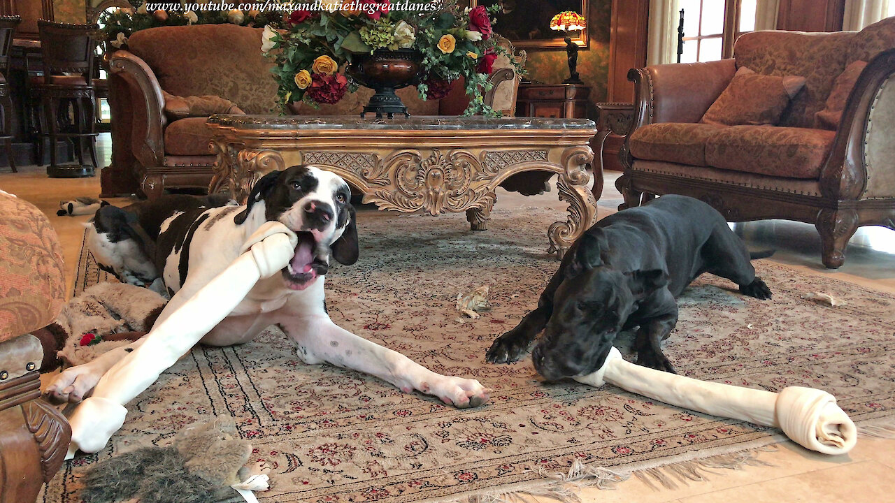 Great Danes really love their new jumbo dog bones