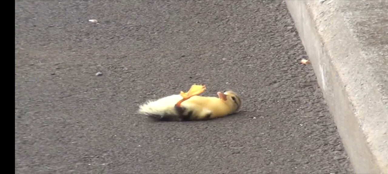 baby duck crying because the family group left behind