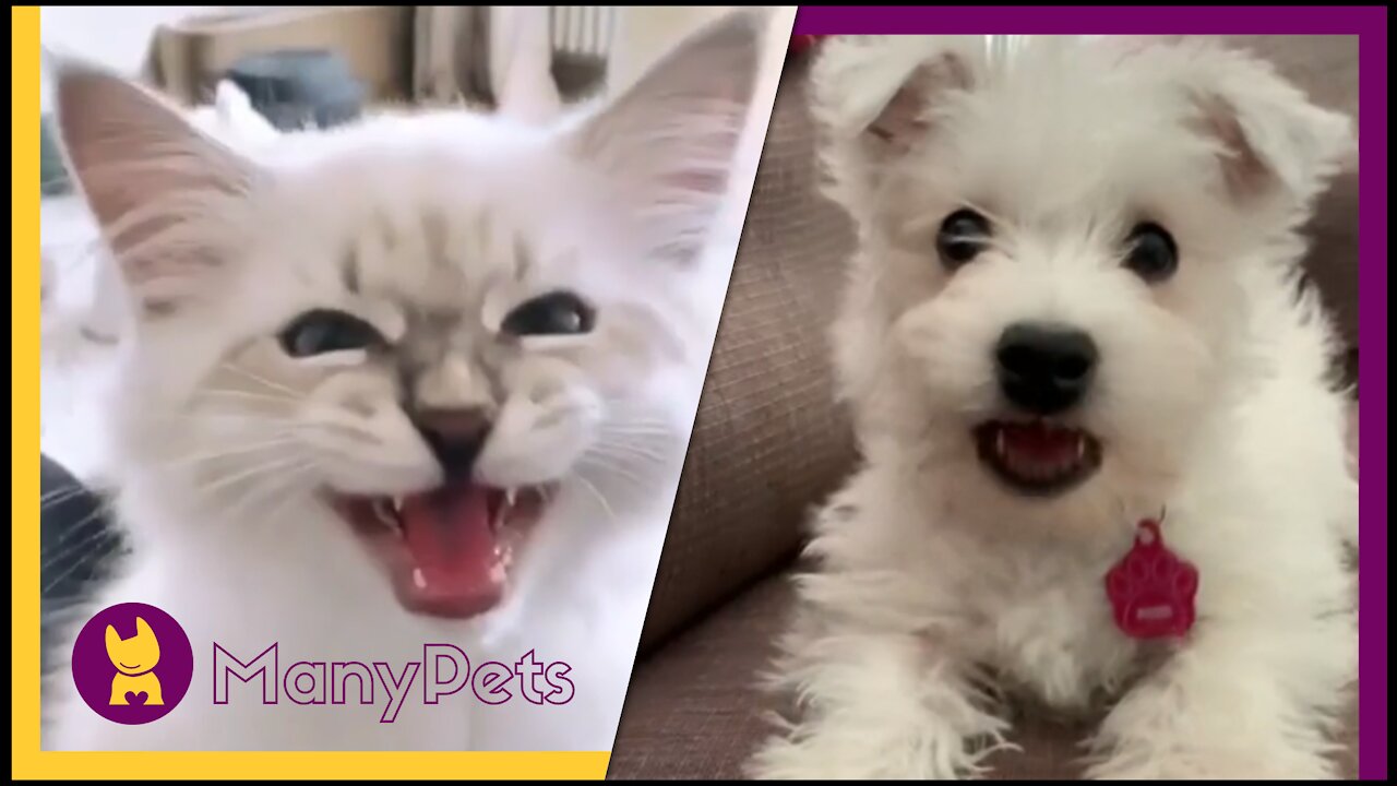 AMAZING PETS! THE 10 BEST MINUTES OF YOUR LIFE!!! | ManyPets 😎😎😎 # 001