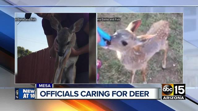 Was a fawn deer-napped and left in Mesa?