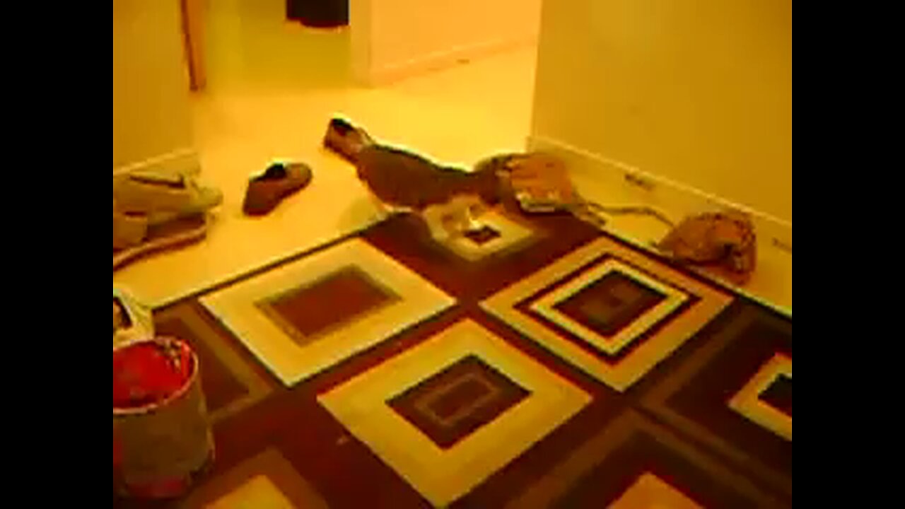 funny video