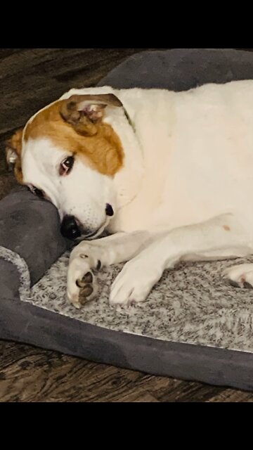 Let me share some of my dog photos with you