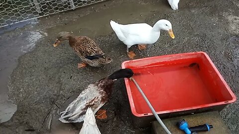 Ducks in the afternoon