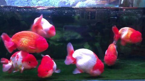 World most beautiful and best quality goldfish are in Thailand56 7