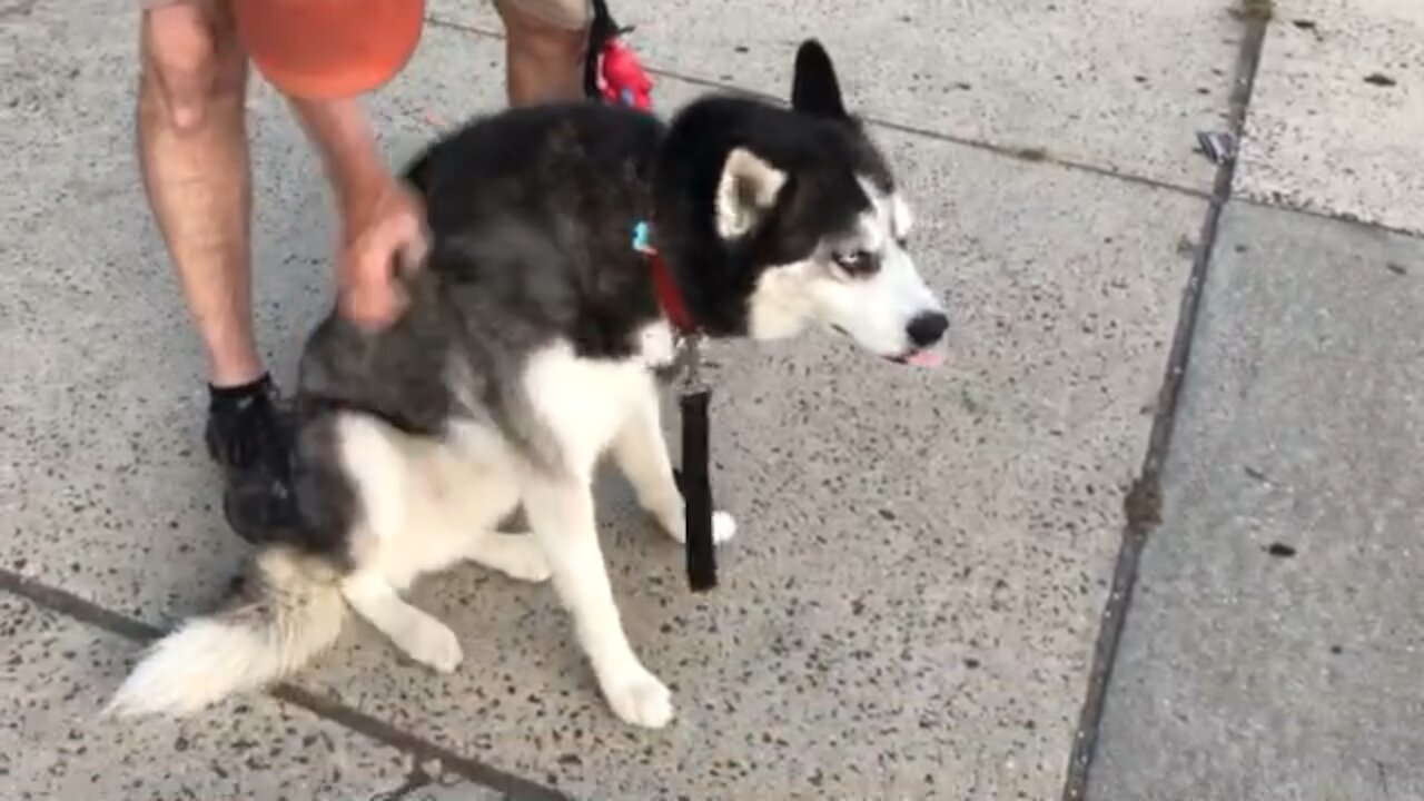 Love a good scratch any place any time