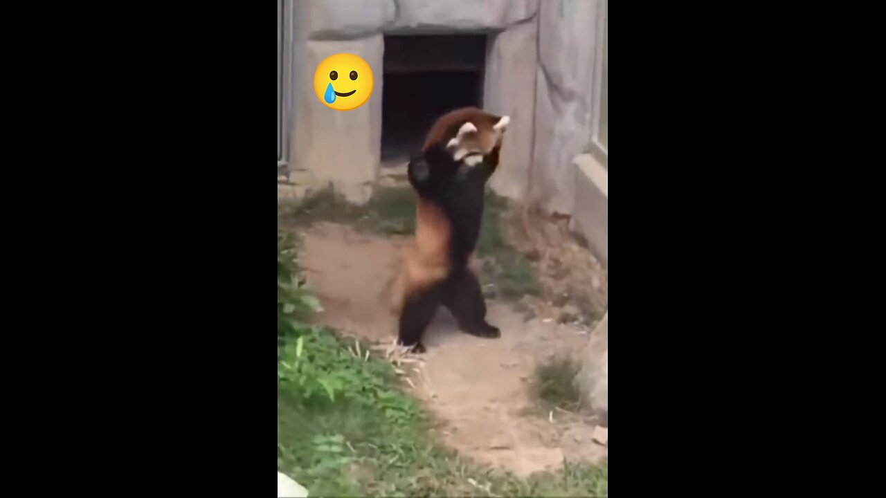 Most Adorable Red Panda - CUTEST Compilation