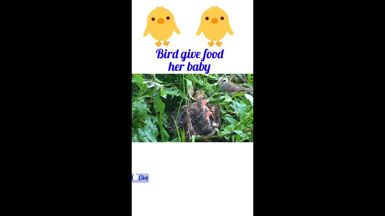 Bird give food her baby ||