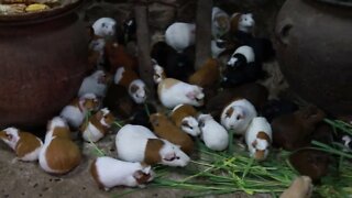 Peruvian Guinea Pigs