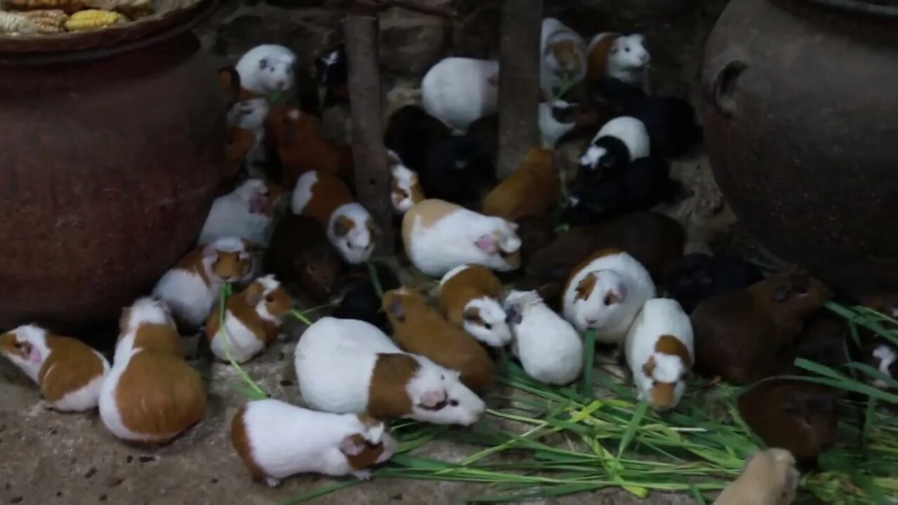 Peruvian Guinea Pigs