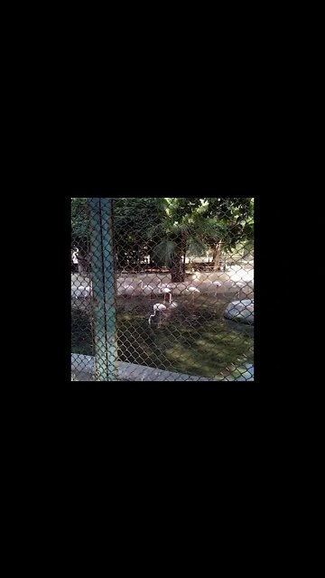 Watch Those Birds Moving in Peace