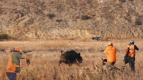 WHEN HUNTERS HUNT BOARS
