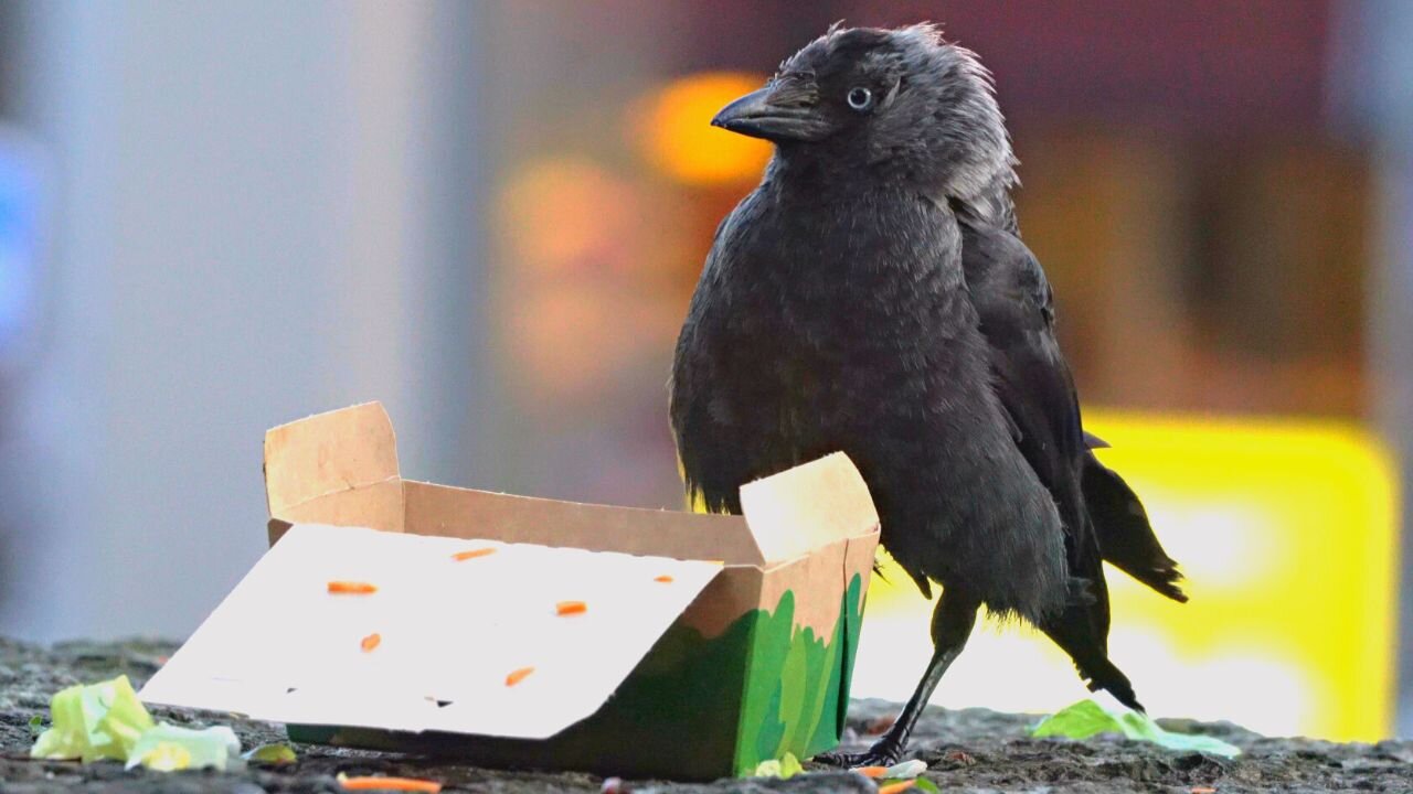 Jackdaws Don't Care Much for Salad