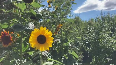 Sunflowers 🌻 (2022)