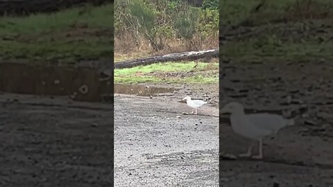 Seagull earning his dinner