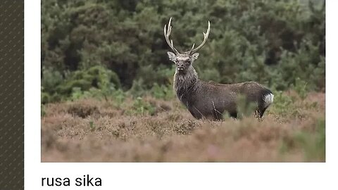 RUSA SIKA