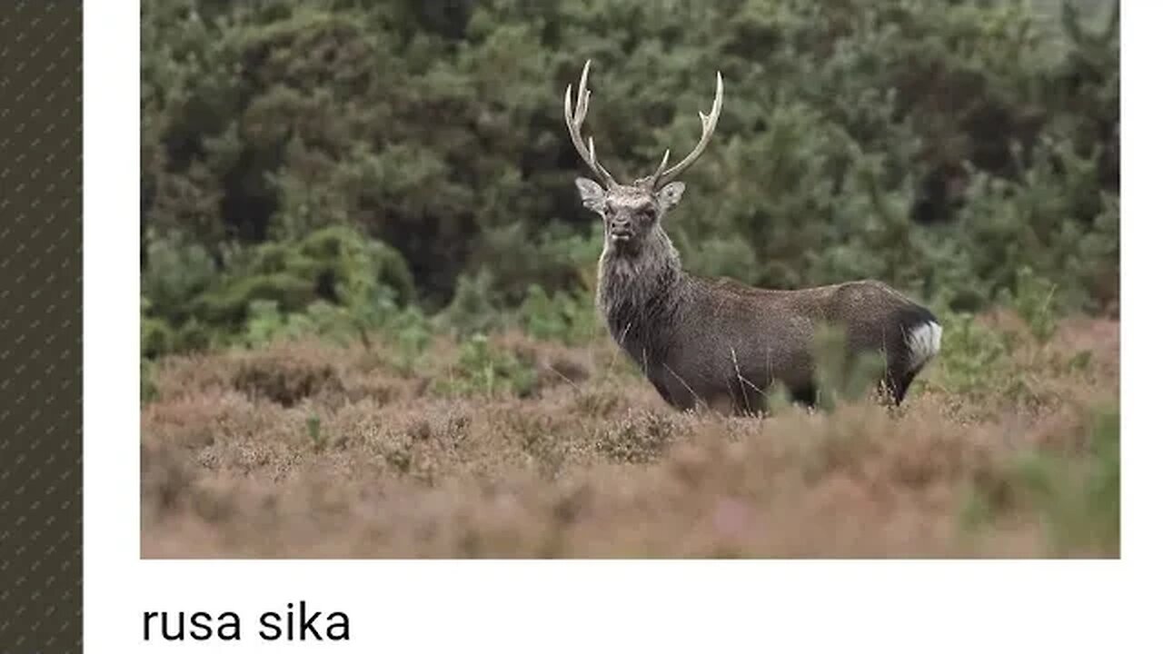RUSA SIKA