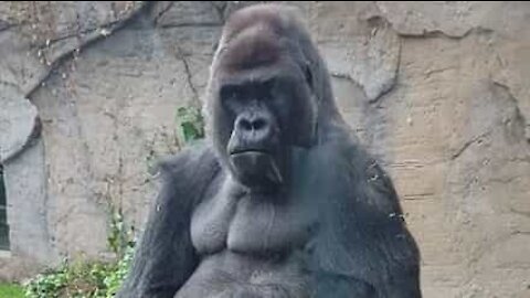 Gorilla punches its weight at Madrid Zoo