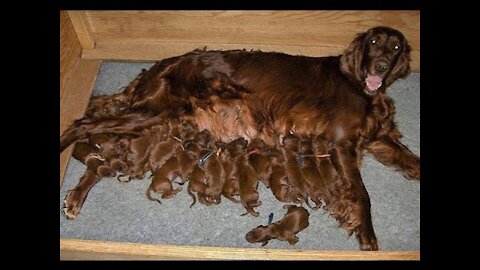 Dog Mommies That Have Many Puppies