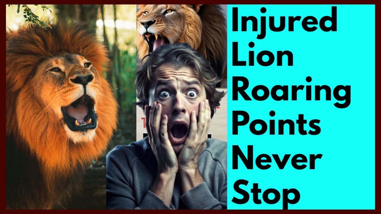 Injured Lion Roaring Points Never Stop