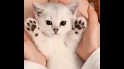 peekaboo white kitty