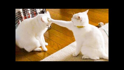 Most Viral Cat on the internet! 🐶 Ultimate Funny Dogs Compilation! 🐶