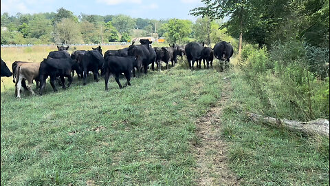 Moving cattle to the new pasture! (Out of order sorry)