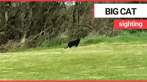 Britain's big cat outbreak has deepened after a second one the size of an 'Alsatian' was spotted