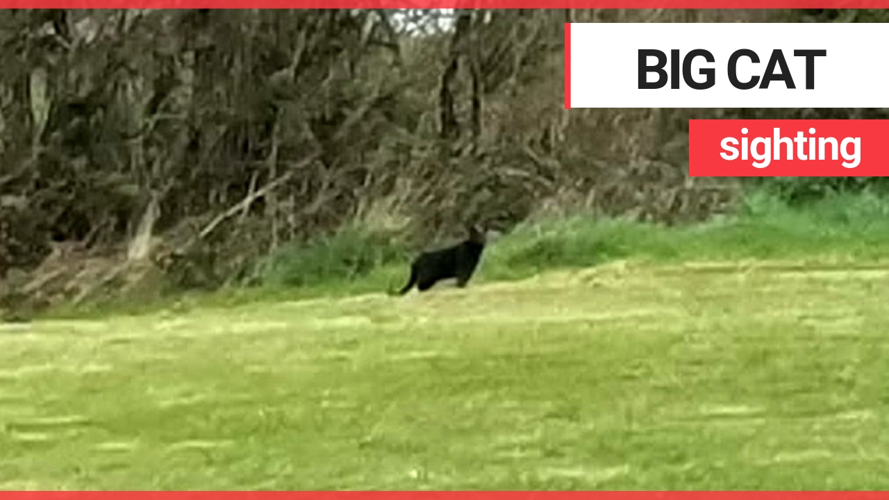 Britain's big cat outbreak has deepened after a second one the size of an 'Alsatian' was spotted