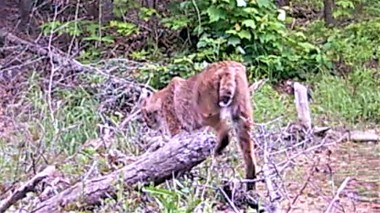 Hidden trail camera records heart breaking footage of injured bobcat