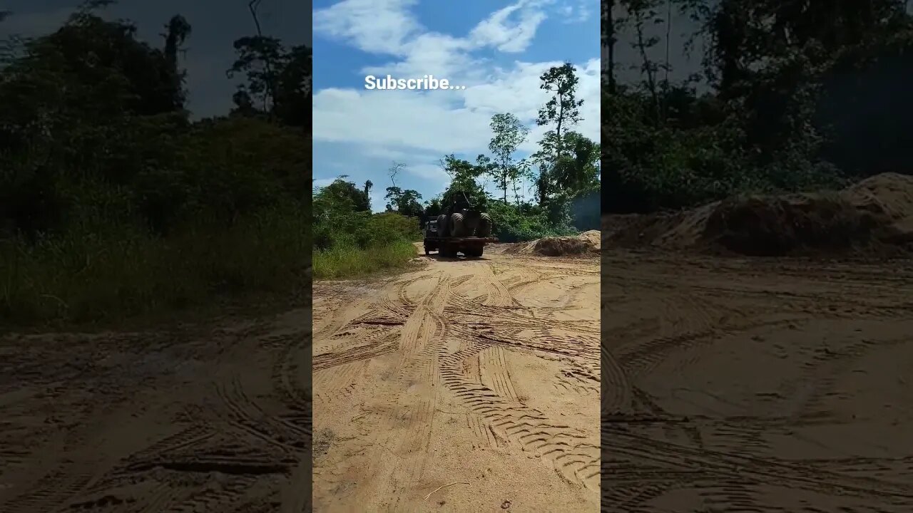 Tigercat/Amazon - Brazil