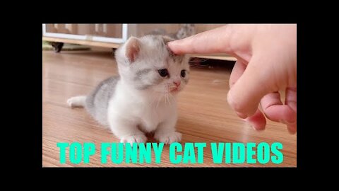 Top Funny Cat Videos Of The Weekly