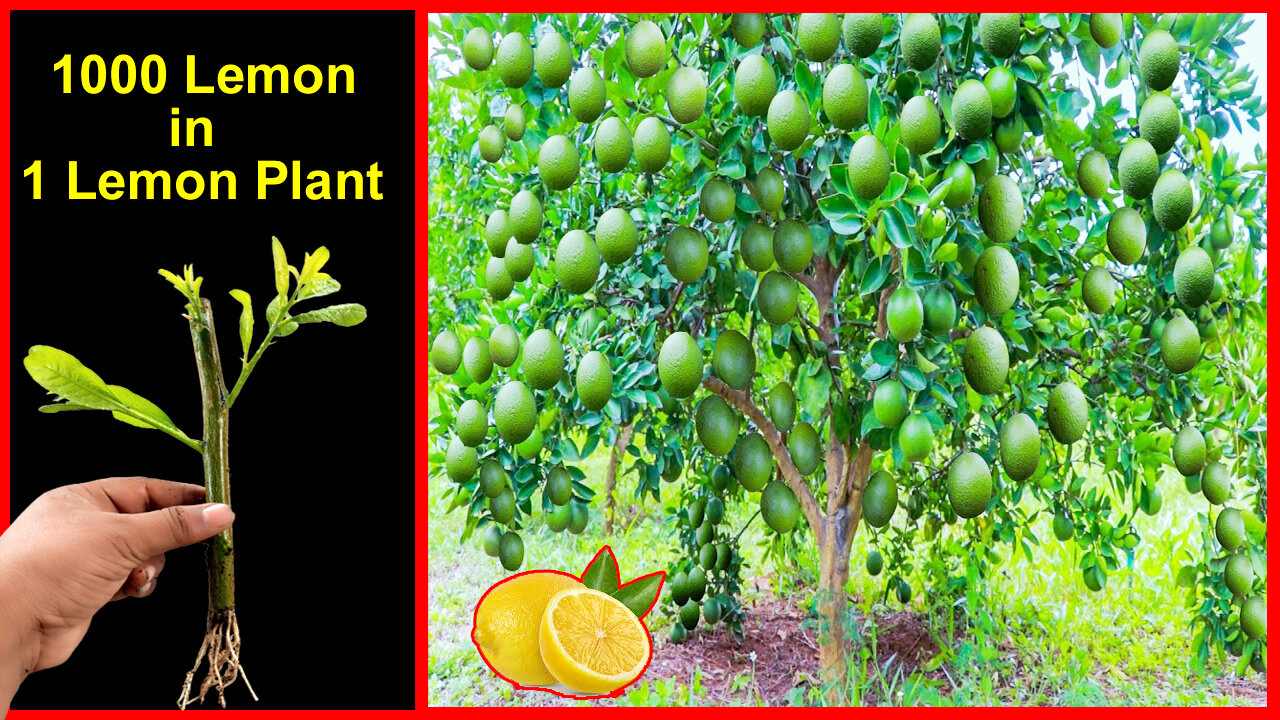 Grow Lemon plant from cuttings| Amazing technique Lemon plant cutting at home