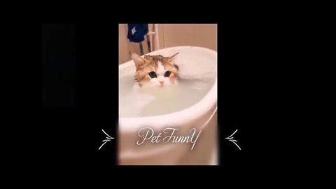 Funny Animals Videos2022 🤣😻-Funniest Cats And Dogs Videos