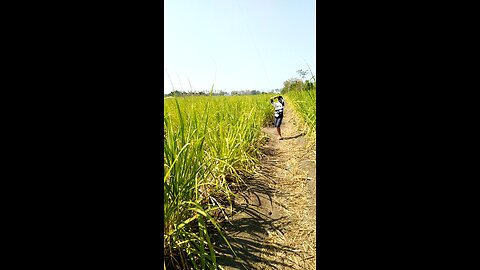 menerbangkan layang layang