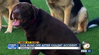 Missing dog found alive after violent accident