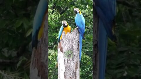 Arara Canindé em Dupla