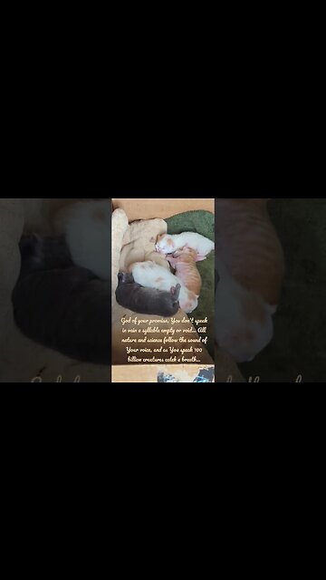 God of Creation... A Praise for the existence of Kittens