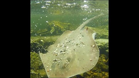 releasing a stingray