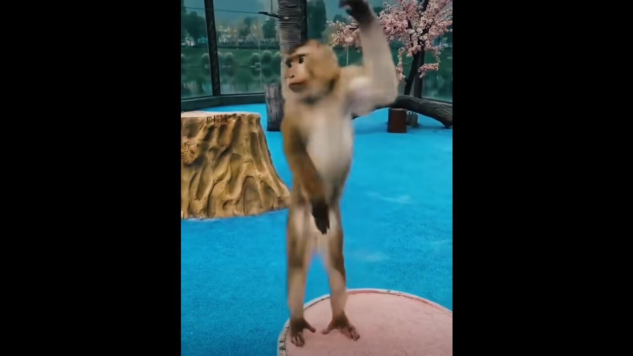 Monkey dancing french rap song